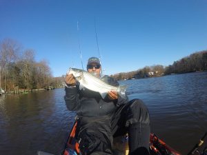Anglers Sport Center pro staffer Alex Perez catches another Rockfish on a 4" swimbait