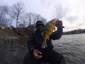 Yellow Perch Fishing Chesapeake Bay Anglers Sport Center