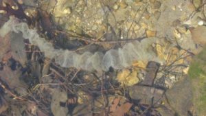 Yellow Perch egg mass post spawn.